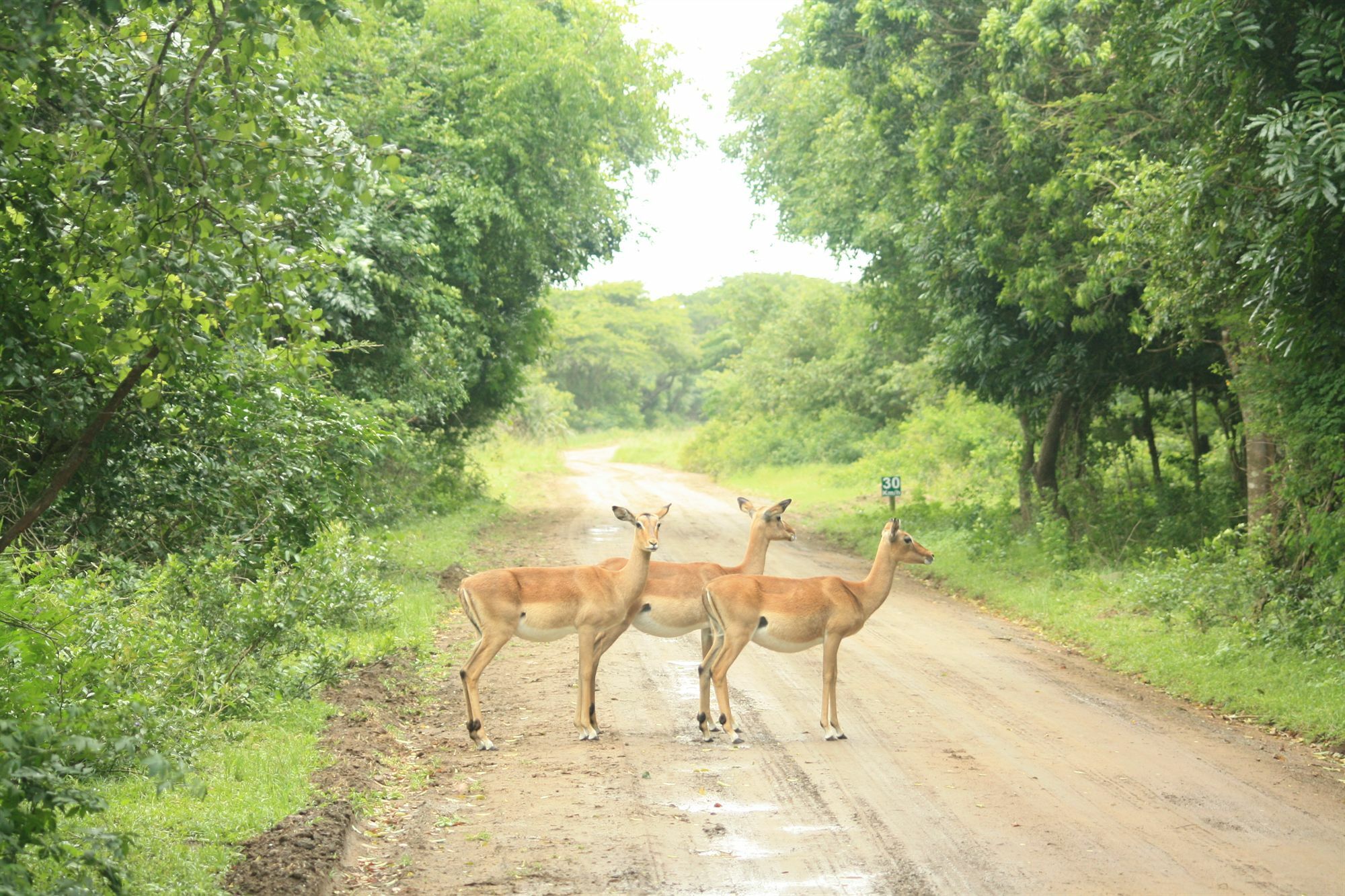 Emdoneni Lodge Hluhluwe Buitenkant foto